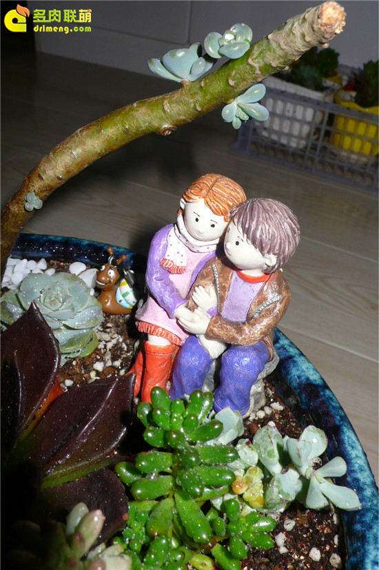 制作了一盆爱情主题的多肉拼盘 图片