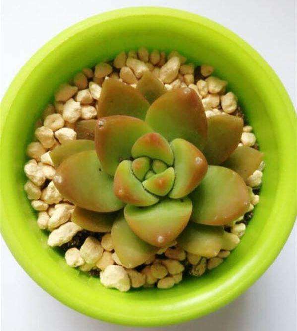 新人入坑养多肉植物的经历 图片