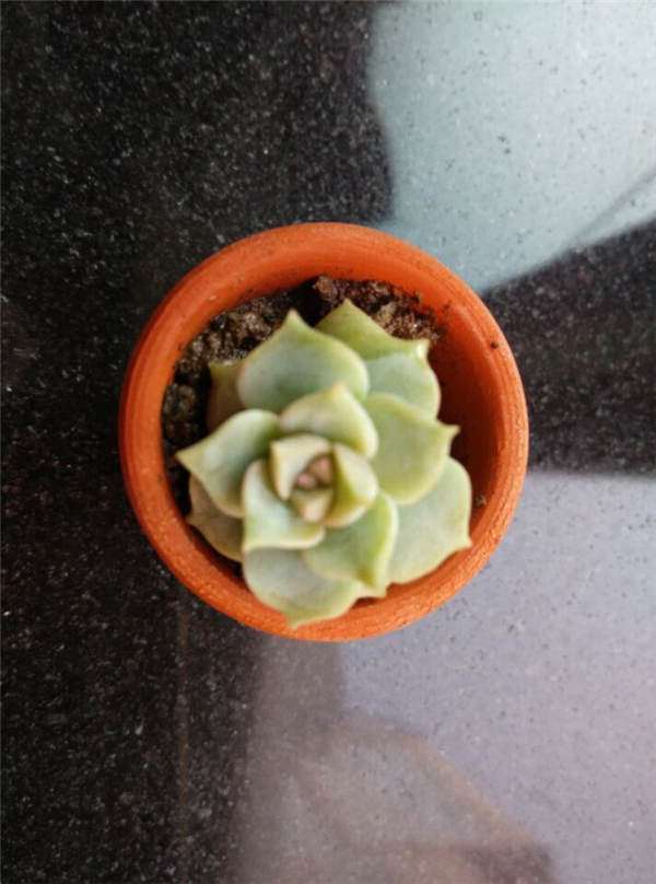 新人入坑养多肉植物的经历 图片