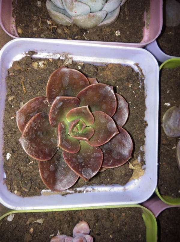 新人入坑养多肉植物的经历 图片