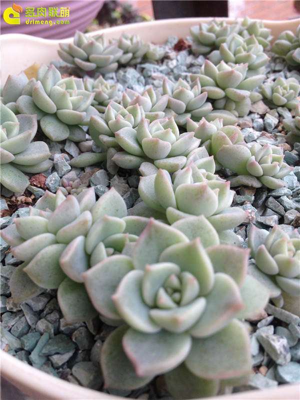 为什么叶插多肉 没有阳光不要浇水