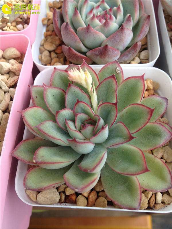 为什么叶插多肉 没有阳光不要浇水