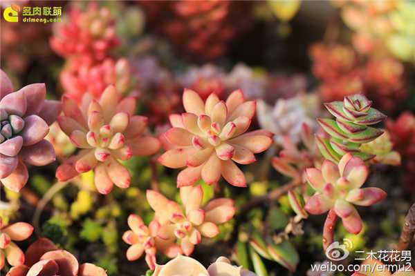 春天怎么养护多肉植物的方法 图片