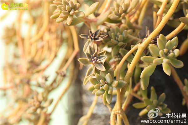 春天怎么养护多肉植物的方法 图片