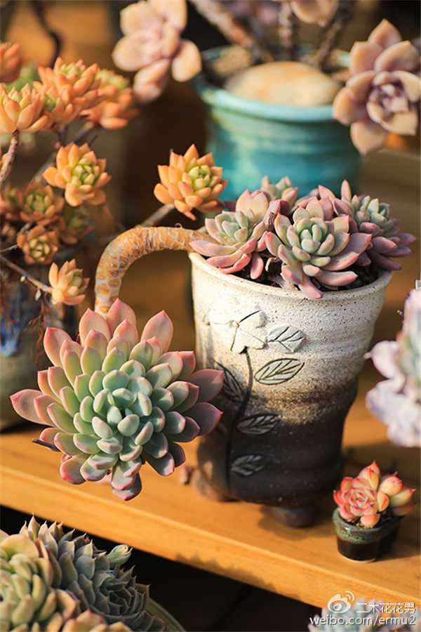 徒长后的多肉植物怎么处理 图片