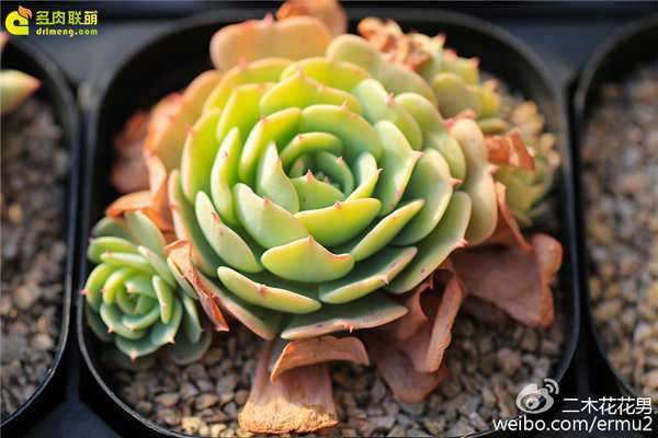 多肉植物怎么浇水的疑惑 图片