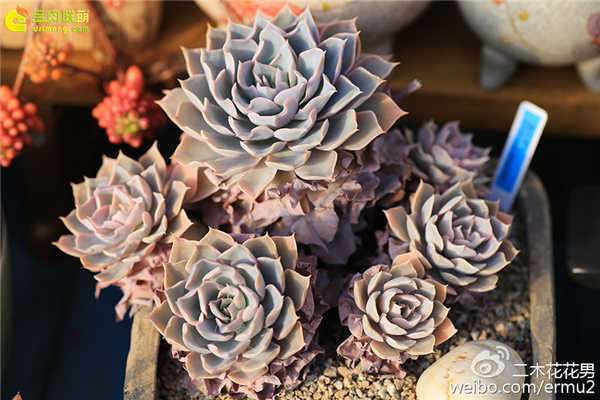 多肉植物怎么浇水的疑惑 图片