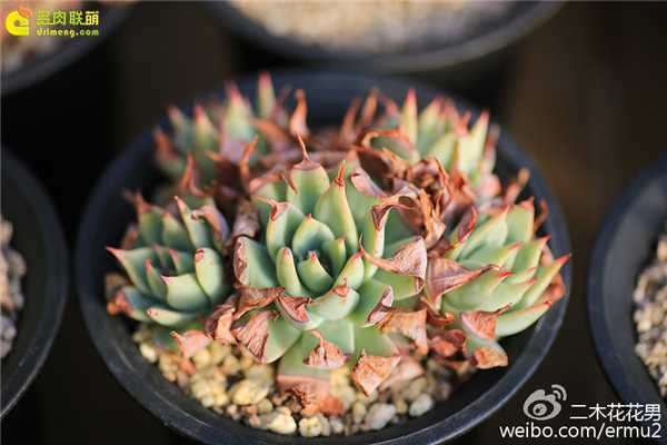 多肉植物怎么浇水的疑惑 图片