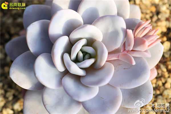 多肉浇水时可以浇到叶片上吗 图片