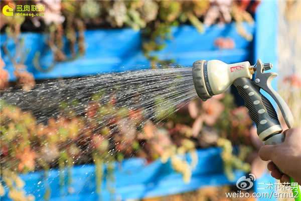 多肉浇水时可以浇到叶片上吗 图片