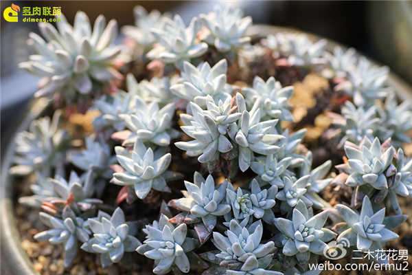 多肉浇水时可以浇到叶片上吗 图片