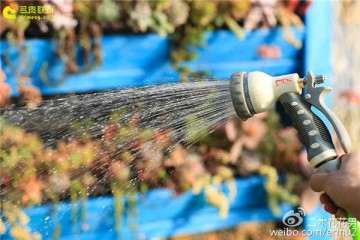 多肉浇水时可以浇到叶片上吗 图片