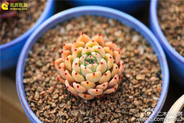 关于多肉植物的新品种问题 图片