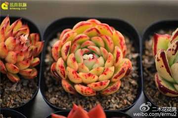 关于多肉植物的新品种问题 图片