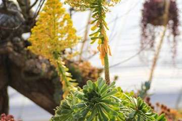 多肉植物淋雨后会变成什么样 图片