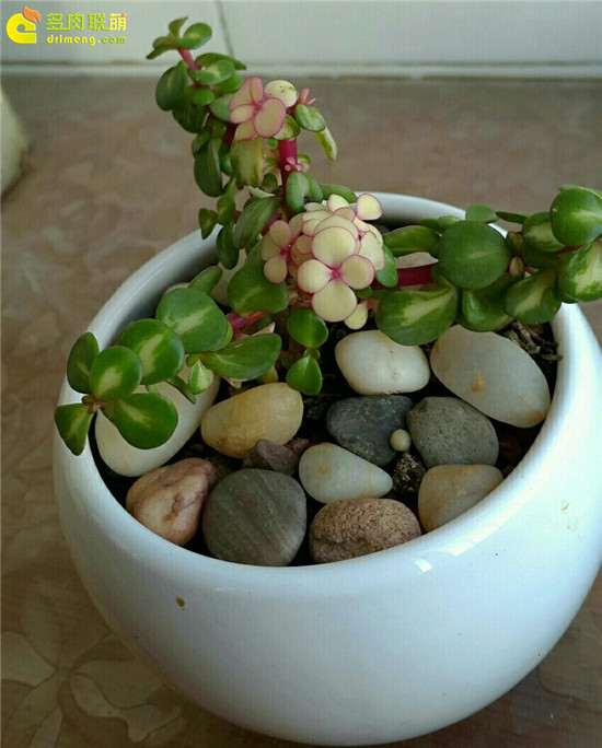 雅乐之华多肉的养护记录