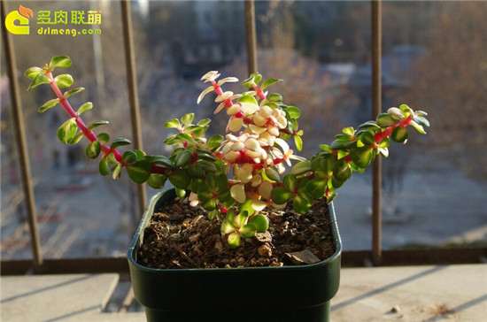 雅乐之华多肉的养护记录