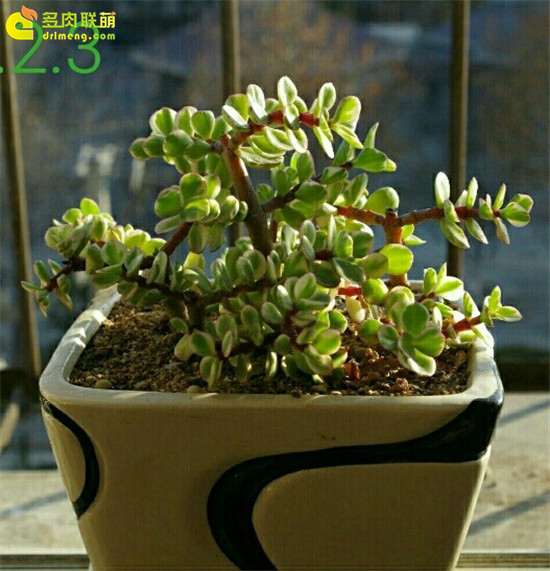 雅乐之华多肉的养护记录