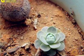 第1次发现多肉介壳虫 白色 会蠕动