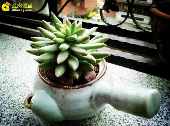 第1次叶插观音莲多肉 怎么样 图片