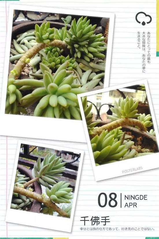 第1次叶插观音莲多肉 怎么样 图片