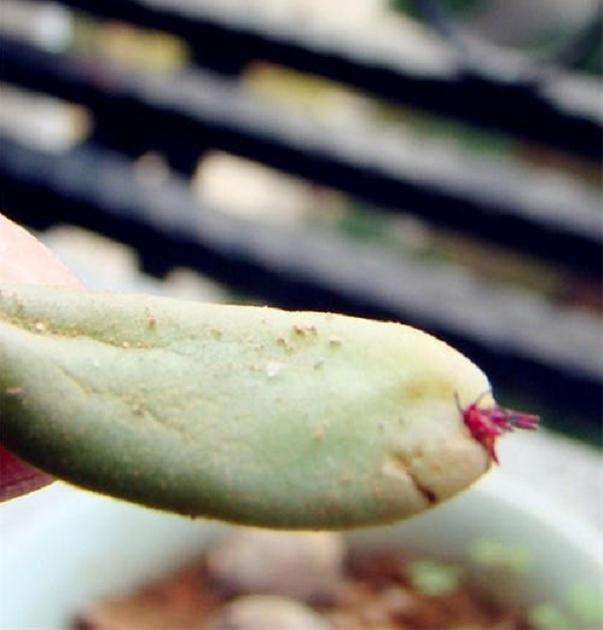 第1次叶插观音莲多肉 怎么样 图片