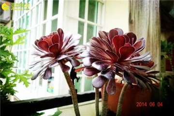 黑法师多肉出现黑腐病 怎么办 图片