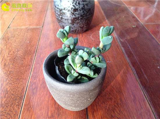 多肉植物怎么买盆的方法 有2点 图片