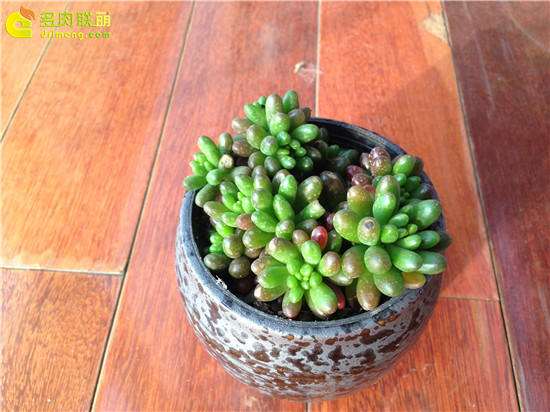 多肉植物怎么买盆的方法 有2点 图片