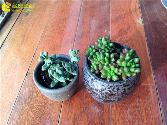多肉植物怎么买盆的方法 有2点 图片