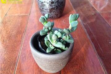 多肉植物怎么买盆的方法 有2点 图片