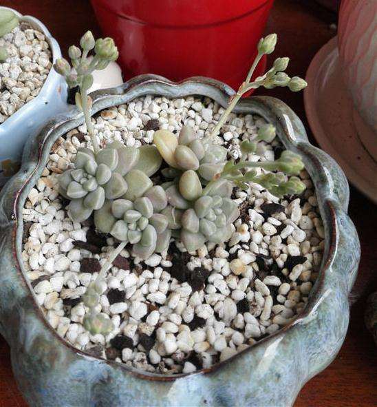 菜鸟如何系统的养护多肉植物 图片