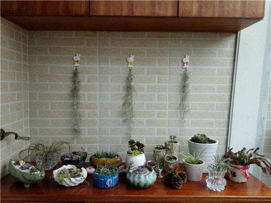 菜鸟如何系统的养护多肉植物 图片