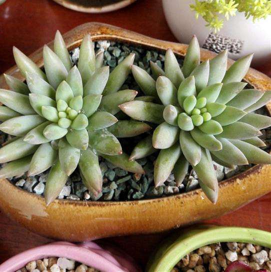 菜鸟如何系统的养护多肉植物 图片