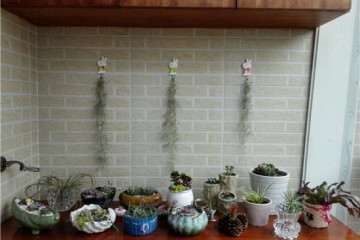 菜鸟如何系统的养护多肉植物 图片