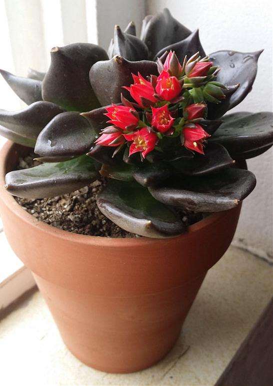 叶插黑王子多肉怎么养护的方法 图片