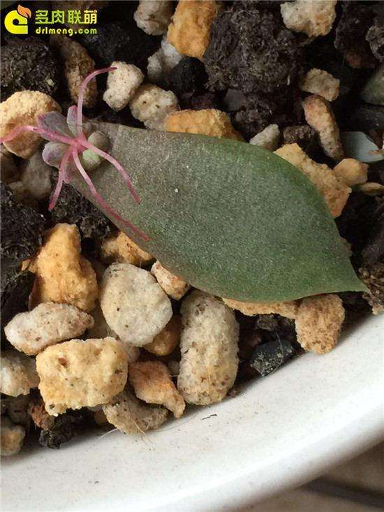 叶插黑王子多肉怎么养护的方法 图片