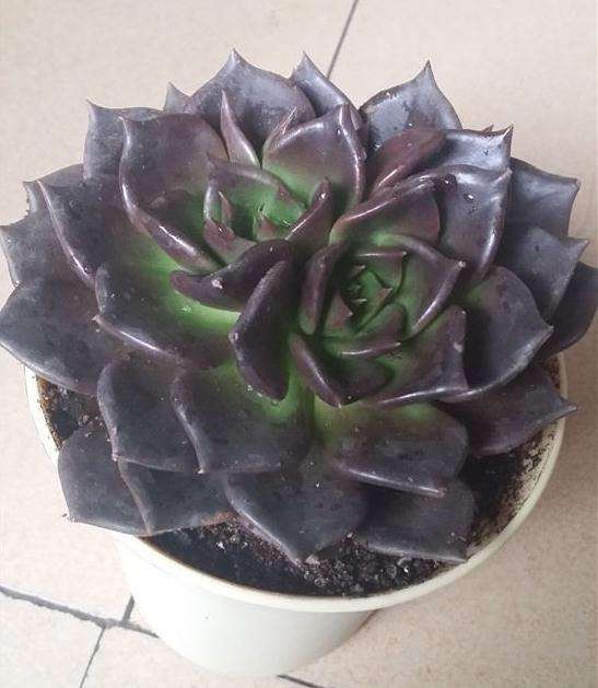 叶插黑王子多肉怎么养护的方法 图片