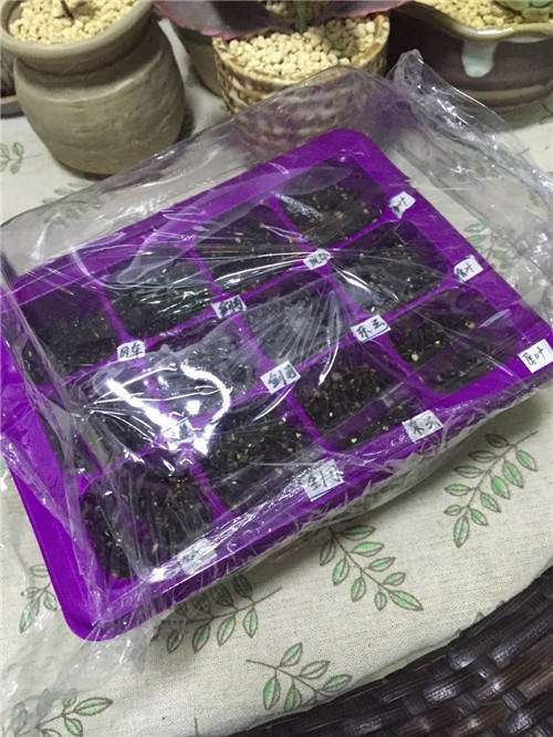 我的第1次多肉播种的经历