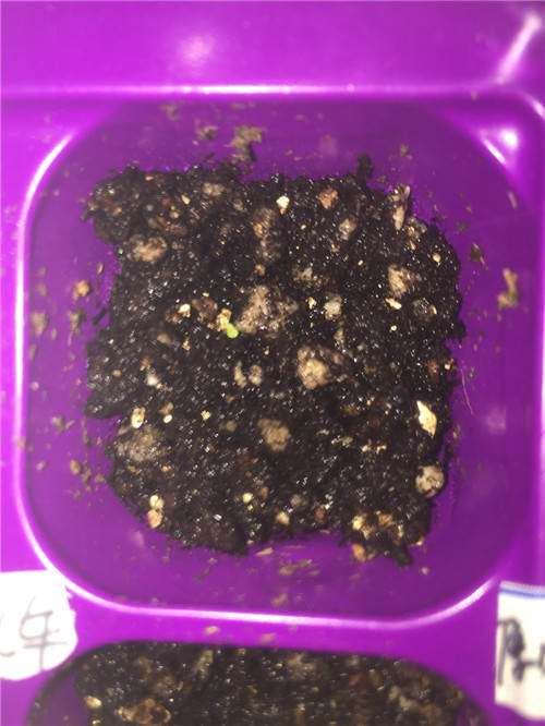 我的第1次多肉播种的经历