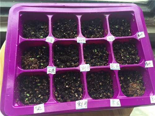 我的第1次多肉播种的经历