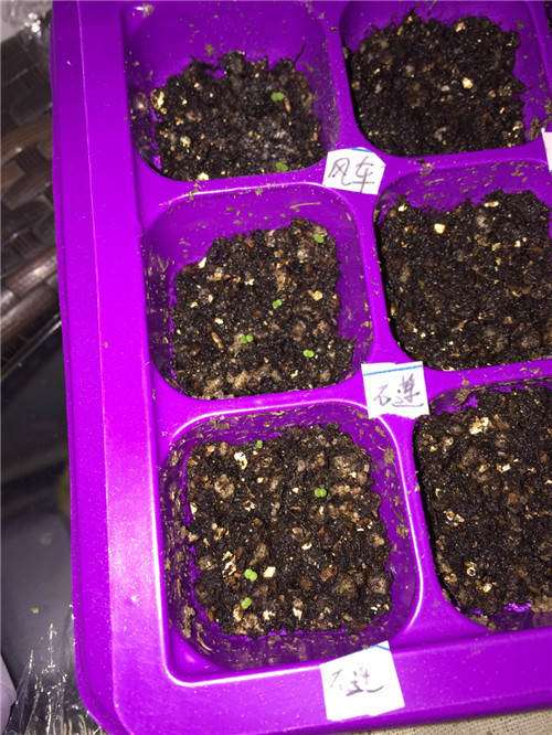 我的第1次多肉播种的经历