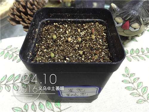 我的第1次多肉播种的经历