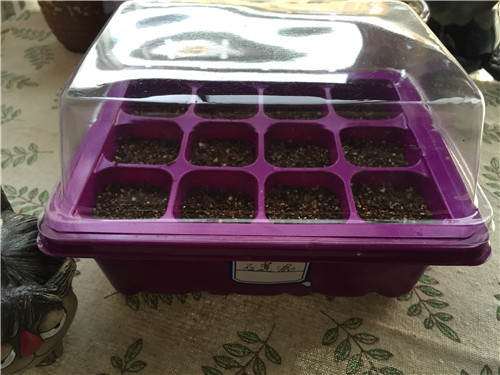 我的第1次多肉播种的经历