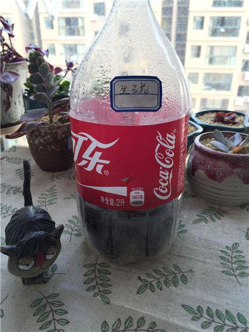 我的第1次多肉播种的经历