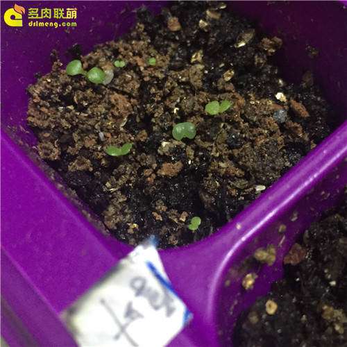 我的第1次多肉播种的经历