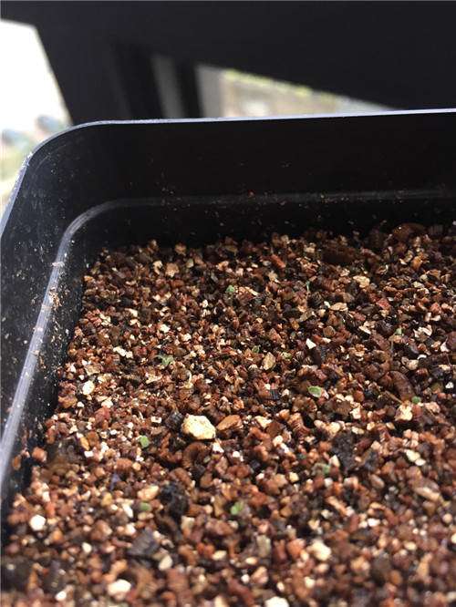 我的第1次多肉播种的经历