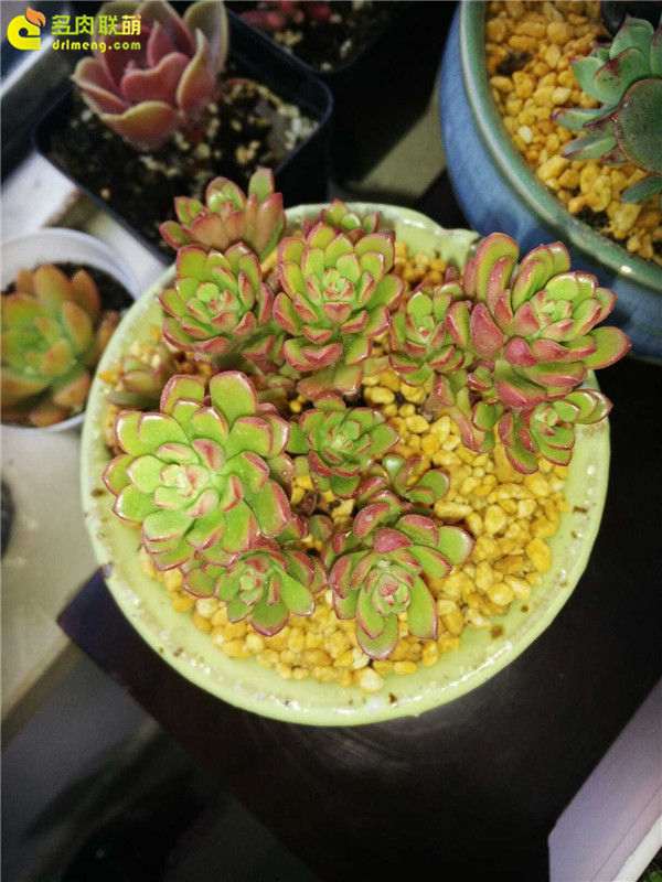 浙江 入坑多肉1年半的经历 图片