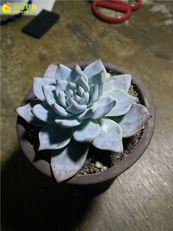 浙江 入坑多肉1年半的经历 图片