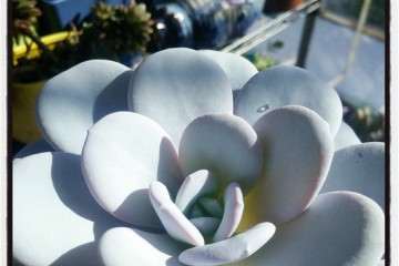 10月北方怎么养护雪莲多肉的方法